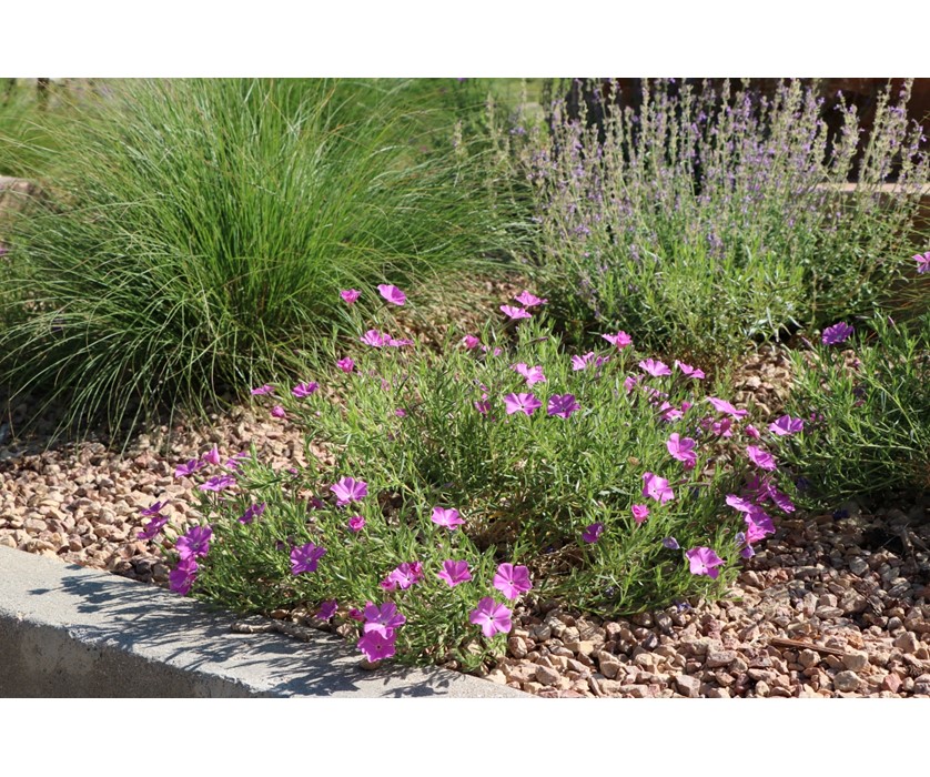 Santa Fe Phlox